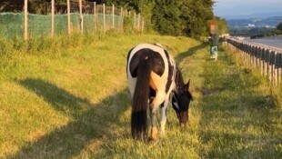 Seelenruhig graste das Pferd neben der Autobahn – und zog so viele Blicke der vorbeirasenden ...