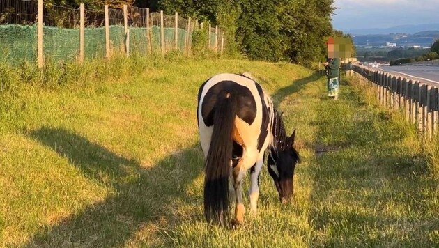 Seelenruhig graste das Pferd neben der Autobahn – und zog so viele Blicke der vorbeirasenden Autolenker auf sich. (Bild: DOKU-NÖ)