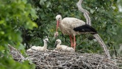 Nachwuchs beim Adebar-Adel: Die Störche brüten seit langem auch auf Schloss Marchegg in Niederösterreich. (Bild: Gertraud Schnabel)