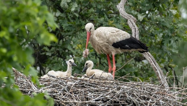 Nachwuchs beim Adebar-Adel: Die Störche brüten seit langem auch auf Schloss Marchegg in Niederösterreich. (Bild: Gertraud Schnabel)