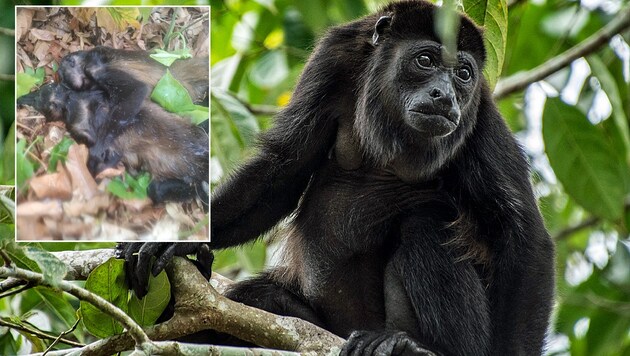 Die aktuelle Hitzewelle in Mexiko kostete bereits Dutzende Brüllaffen das Leben.  (Bild: AFP/AFP, Conservación de la Biodiversidad del Usumacinta)