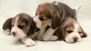 Beagle-Hundemamas erkennen ihren Nachwuchs am Winseln.