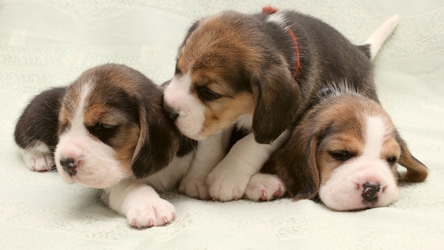 Beagle-Hundemamas erkennen ihren Nachwuchs am Winseln. (Bild: stock.adobe.com/dager)