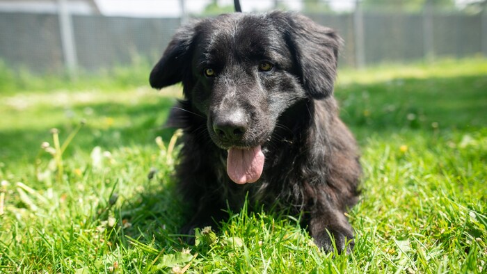 Für den bewegungsfreudigen Charly eignet sich ein aktives Hobby wie Agility oder Mantrailing hervorragend.