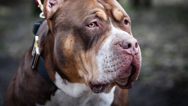 In London, a woman was killed by her two XL Bully dogs (the picture shows a specimen of this breed). (Bild: stock.adobe.com/Artur)