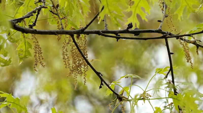 Erst kommen Pollen von Bäumen wie Eschen und Birken, dann folgen die Gräser, die aktuell ihre Pollen fliegen lassen. (Bild: Tony Gutierrez)
