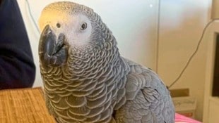 Papagei „Pedro“ ist verschwunden.
