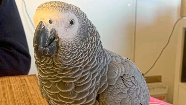 Parrot "Pedro" has disappeared. (Bild: zVg)