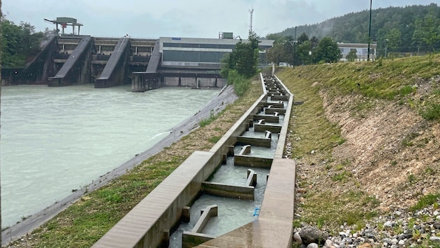 The last hurdle was overcome at the Feistritz-Ludmannsdorf power plant with a fish migration aid. (Bild: Fister Katrin)