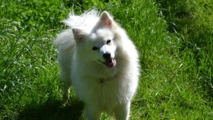 Spitz Balou wartet im Tierschutzheim auf tierliebe Menschen.