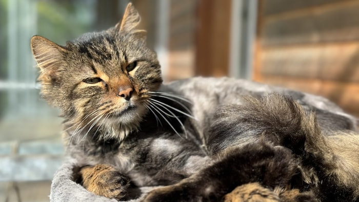 Kater Paul (8) wünscht sich ein Zuhause mit späterem Freigang. 