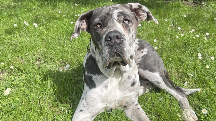 Die Deutsche Dogge Skadi