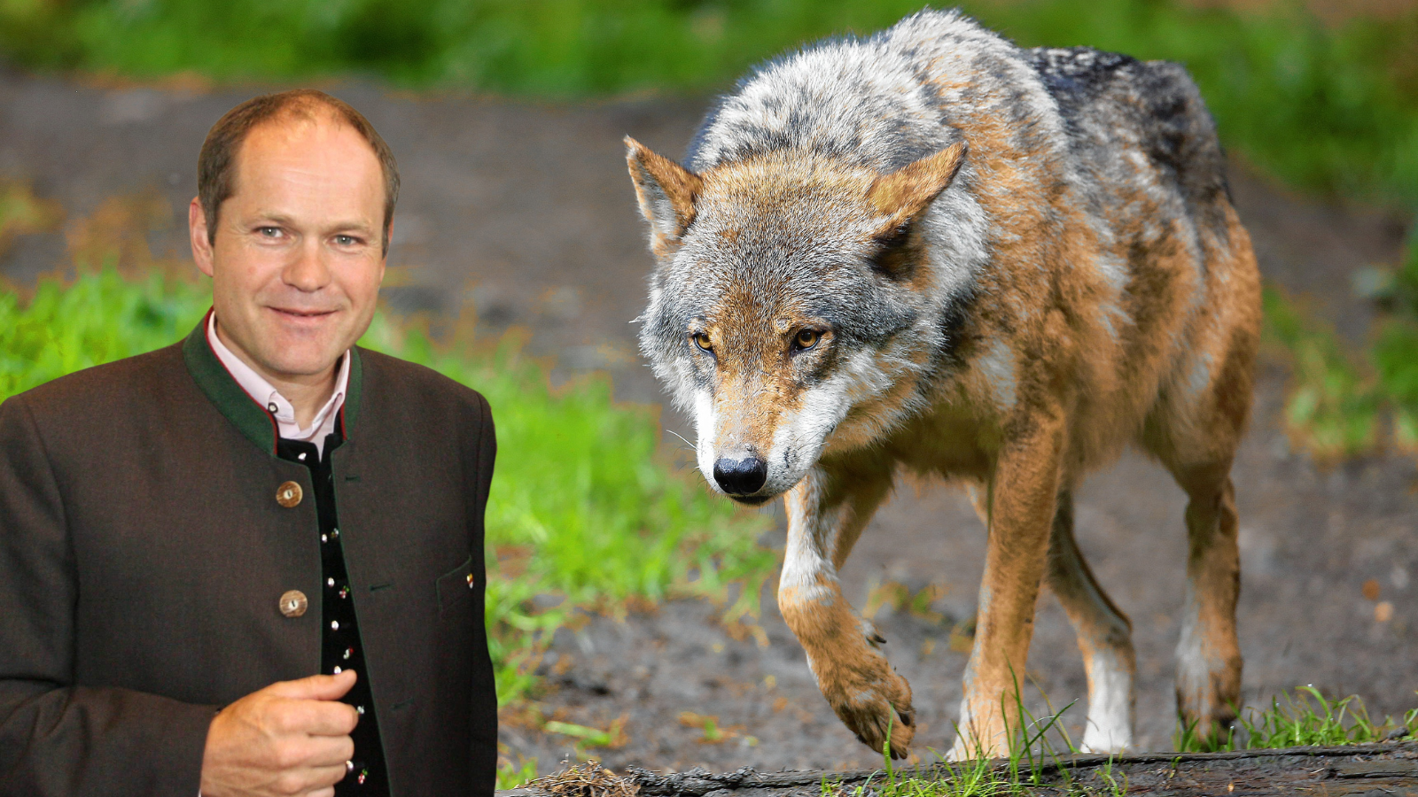 Das Thema Wolf könnte den Gemeindechef abermals vor Gericht bringen. (Bild: Krone, Gerhard Schell, Krone KREATIV)