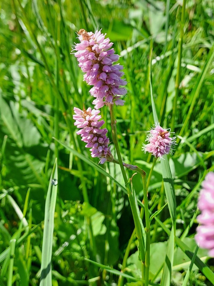 Schlangen-Knöterich