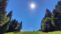 Wald und Wiesen zwischen Bödele und Brüggeelkopf (Bild: Bergauer Rubina)