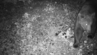 Braunbär in Lech unterwegs.