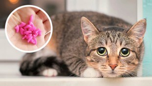 Erschreckend, zu welchen „Utensilien“ manche Tierhalter greifen.