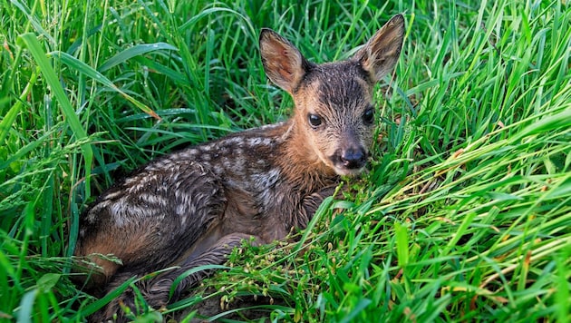 A Bambi is, of course, completely helpless. (Bild: Michael Breuer)