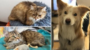 Lea (o.), Krümel und Border Collie Belindo sind noch auf Platzsuche