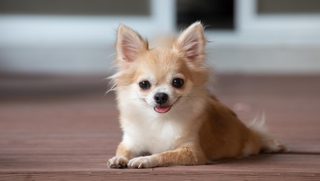 Die „Entführung“ eines Chihuahua (Symbolfoto) endete für einen 53-Jährigen beinahe mit einer unbedingten Haftstrafe. (Bild: stock.adobe.com)