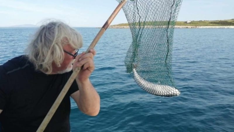 Der Hasenkopf-Kugelfisch zerstört mit seiner Überpräsenz das Ökosystem im Meer und richtet zudem großen Schaden für die Fischer an. (Bild: facebook.com/Aquarium Pula)