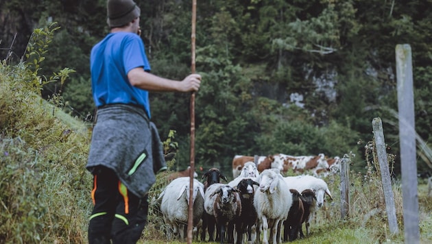 Salzburger Bauern werden gemaßregelt, ärgert sich mancher Schrannen-Standler. (Bild: EXPA/ JFK)