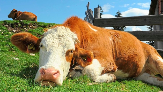 The protection of cows is also a major issue in Styria (symbolic image) (Bild: Gabriele Moser)