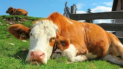 Kühe auf der Alpe können in Kontakt mit infizierten Wildtieren kommen. (Bild: Gabriele Moser)