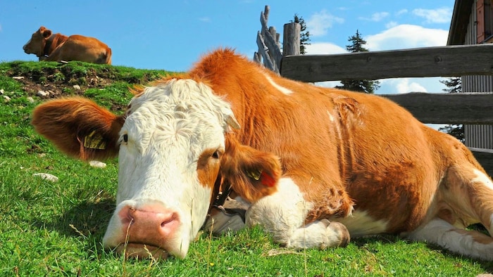 „Die Alm ist das Wohnzimmer der Tiere, das habe ich als Urlauber zu respektieren!“