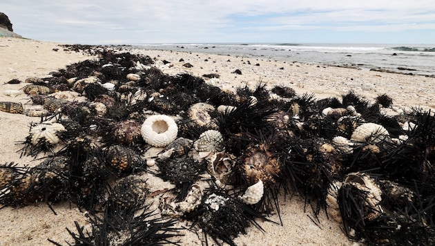 Countless dead sea urchins on a beach on Reunion Island (Bild: AFP/Richard Bouhet)