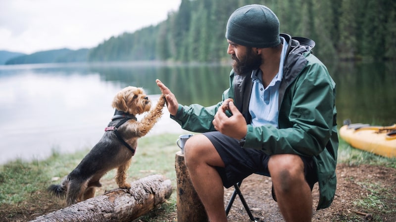 Hunde „spiegeln“ das Wesen ihres Halters. (Bild: stock.adobe.com)