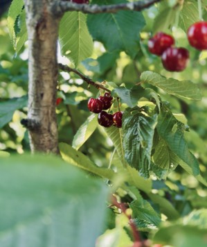 First they blossom white, then they ripen red: the region&#039;s cherries have been harvested ...