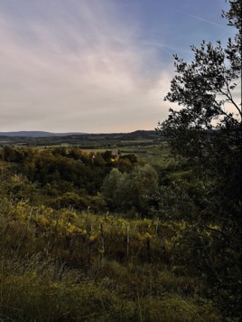 When the sun sets over the Brda, the olive groves seem even more peaceful.