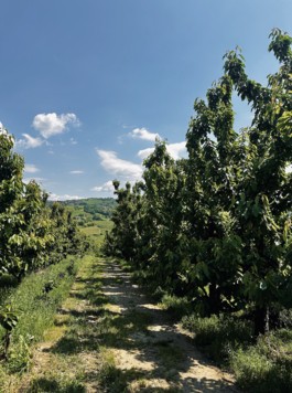 Wer lieber zu Hause bleibt, freut sich über die slowenischen Kirschenfeste in Kärnten. (Bild: Clara Milena Steiner)