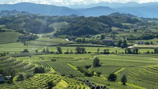 Olivenhaine, Weinberge, dazwischen Kirschbäume – so gestaltet sich die Landschaft der Goriška Brda. (Bild: Clara Milena Steiner)