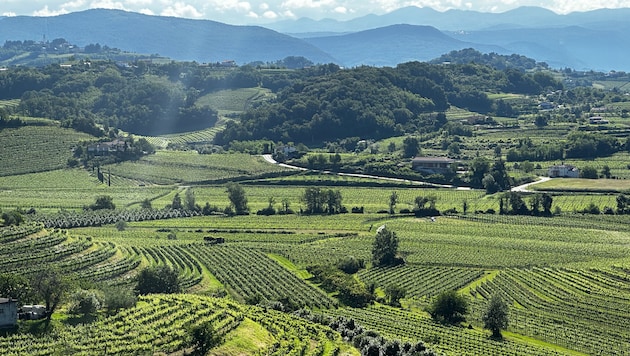 Olivenhaine, Weinberge, dazwischen Kirschbäume – so gestaltet sich die Landschaft der Goriška Brda. (Bild: Clara Milena Steiner)