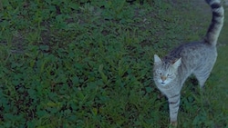 Kater „Tassilo“ geriet in St. Marienkirchen/Schärding in eine Lebendfalle, wurde erschlagen und erschossen. (Bild: zVg)