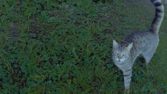 Kater „Tassilo“ wurde brutal getötet