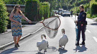Wegen einer Schwanenfamilie musste der Verkehr angehalten werden. 