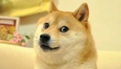 Dieses Foto der Shiba-Inu-Hündin Kabosu wurde zum legendären Meme. (Bild: Atsuko Sato)