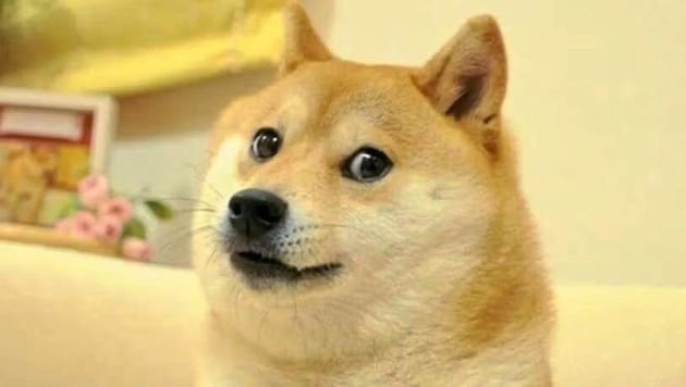 This photo of the Shiba Inu dog Kabosu has become a legendary meme. (Bild: Atsuko Sato)