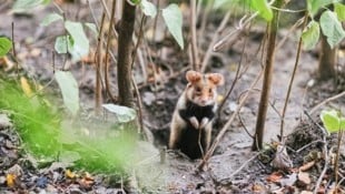 Ein bedrohter und streng geschützter Feldhamster im George-Washington-Hof in Favoriten.