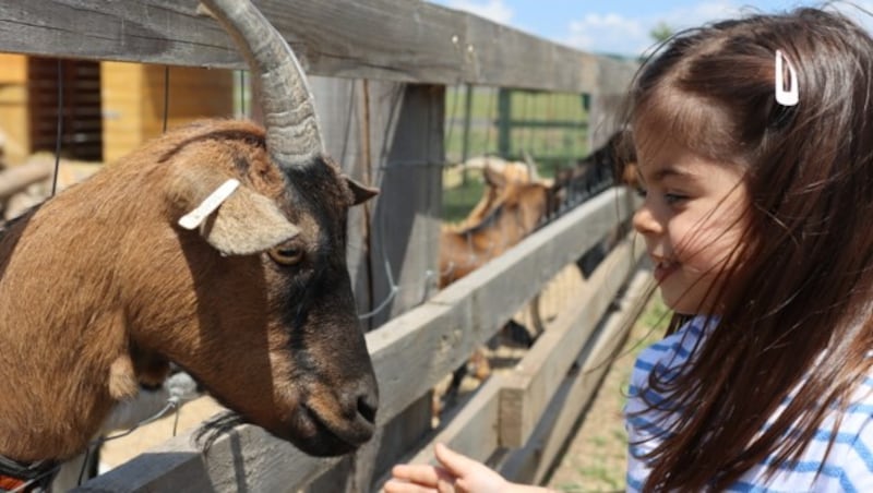 Merlin‘s Farm (Bild: Family City )