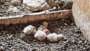 Die frisch geschlüpften Küken im Turm der Stadthauptpfarrkirche Sankt Egid in Klagenfurt