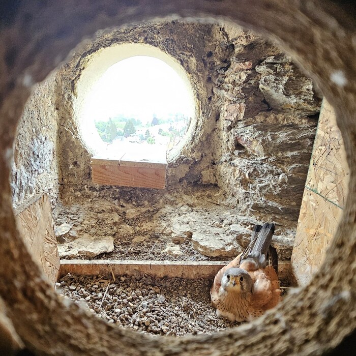 Hoch oben im Stadthauptpfarrturm sind die Falken geschlüpft. Die sensationelle Aussicht dürfte den Kleinen noch egal sein.