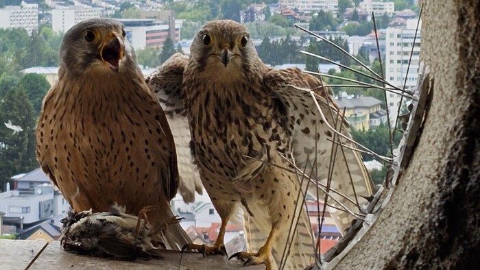 Der Tisch ist gedeckt bei Familie Turmfalke.