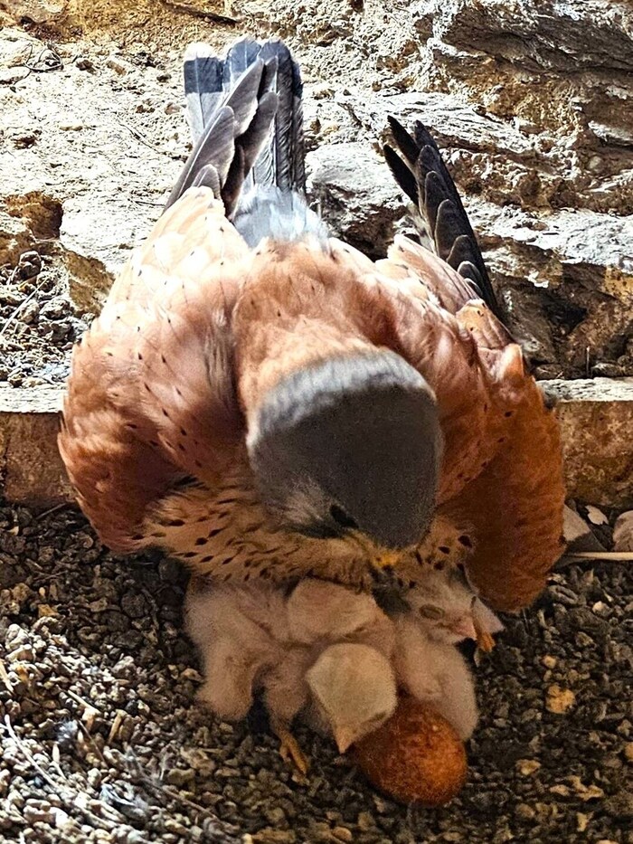 Besorgt um den Nachwuchs ist man im Stadthauptpfarrturm in Klagenfurt: Auf dass nur ja keines verloren geht!