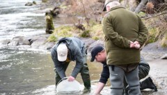 Die ersten Jungfische wurden bereits in die Enns entlassen. (Bild: NP Gesäuse)