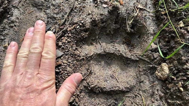 Die Spur eines Bären war am Sonntag in Übersaxen entdeckt worden. (Bild: Hubert Schatz)