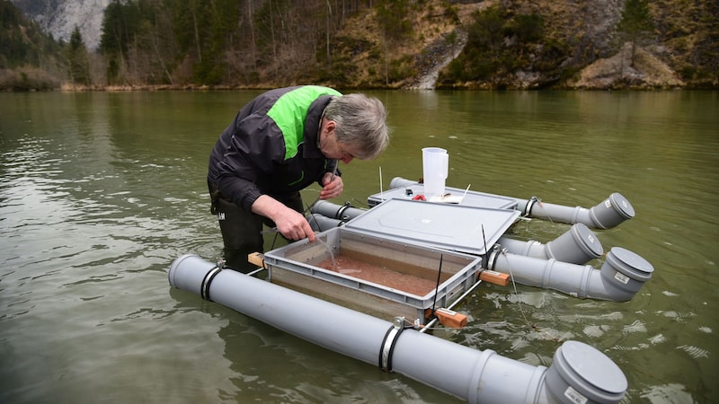 In eigens gebauten Behältern wurden die Fischeier an ihre Umgebung gewöhnt. (Bild: NP Gesäuse)